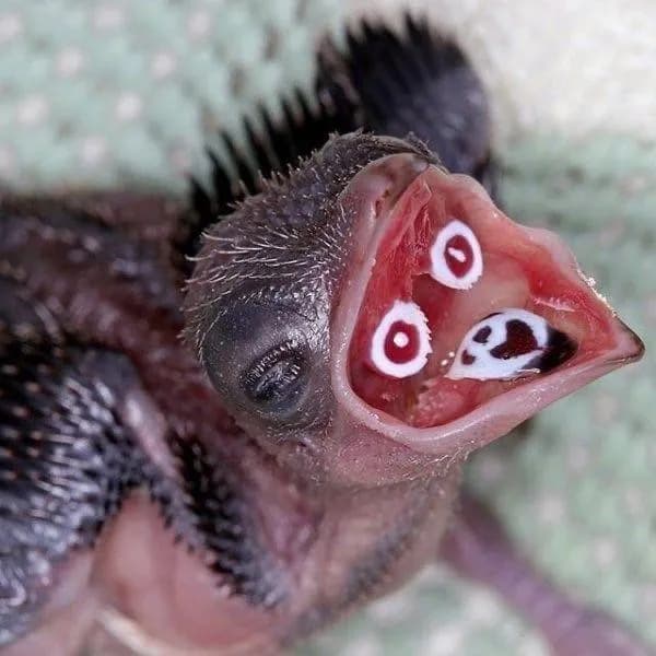 "Crested Coua"chicks have bright markings inside their mouth which help parents when feeding them, usually because they nest a lot in dark places