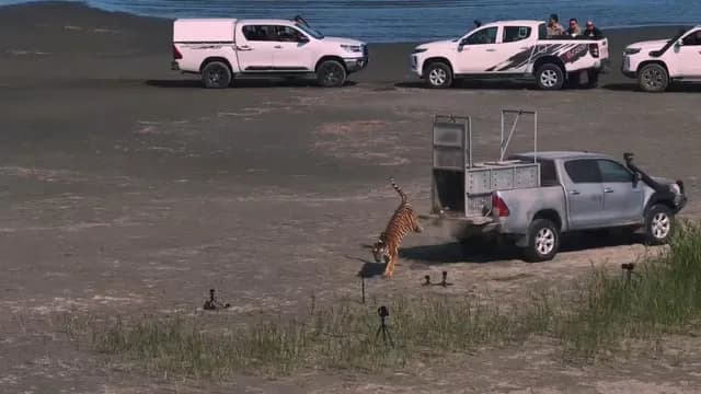 For the first time in 70 years, a wild Tiger is back on Kazakhstan soil. Here is footage of Amur tigress “Umit” being released into Ile-Balkhash State Nature Reserve. A huge, huge win for conservation