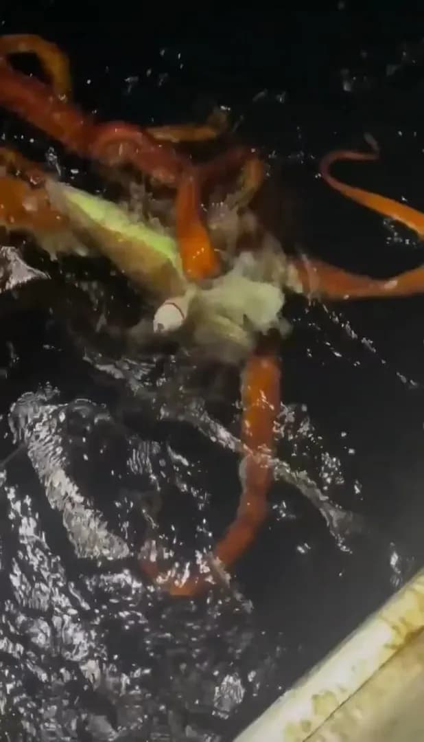 Giant squid makes a rare night time surface appearance