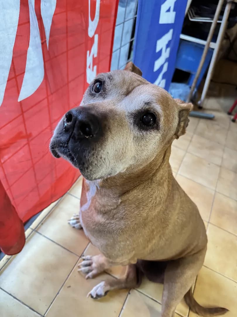 My 15 years old baby Kali