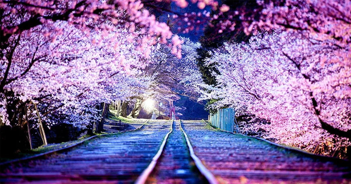 37 Reasons Travelers Say Japan Is Worth Visiting At Least Once