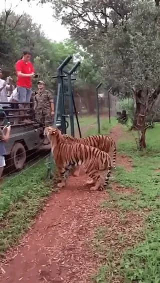 Impressive tiger vertical jump.