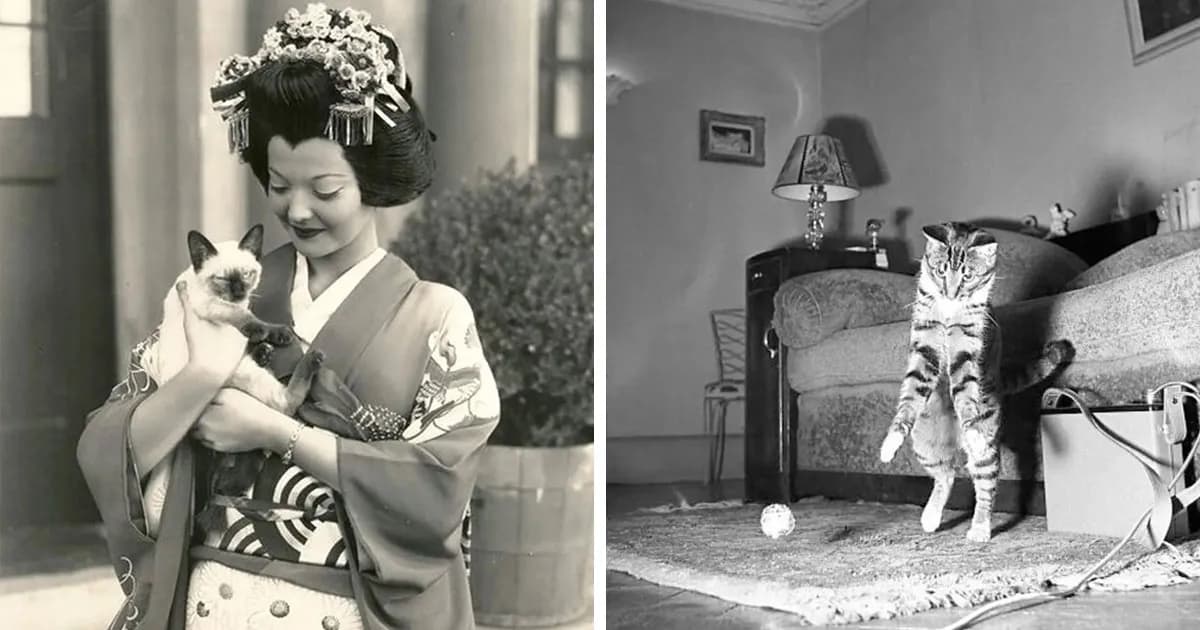 26 Historic Cat Photos That Are Still Surprisingly Adorable