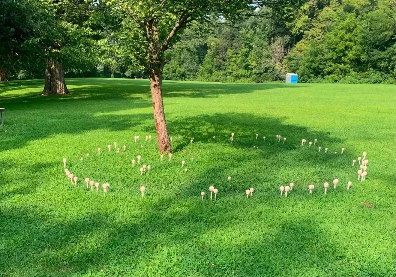 This tree surrounded by mushrooms