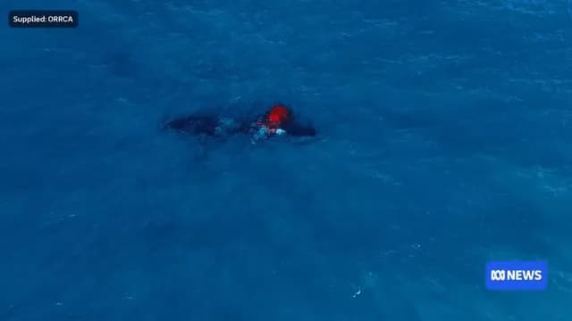 Drone footage captures what researchers believe is the first complete humpback whale birth ever filmed from the air