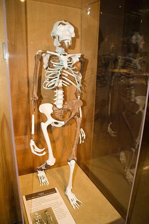 Lucy, a 3.2-million-year-old Australopithecus afarensis skeleton discovered in Ethiopia in 1974, providing crucial physical evidence for bipedalism in human evolution [199x300]