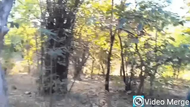 A terrifyingly close encounter with two tigers as tourists freeze completely while one casually plays with the jeep's side-view mirror