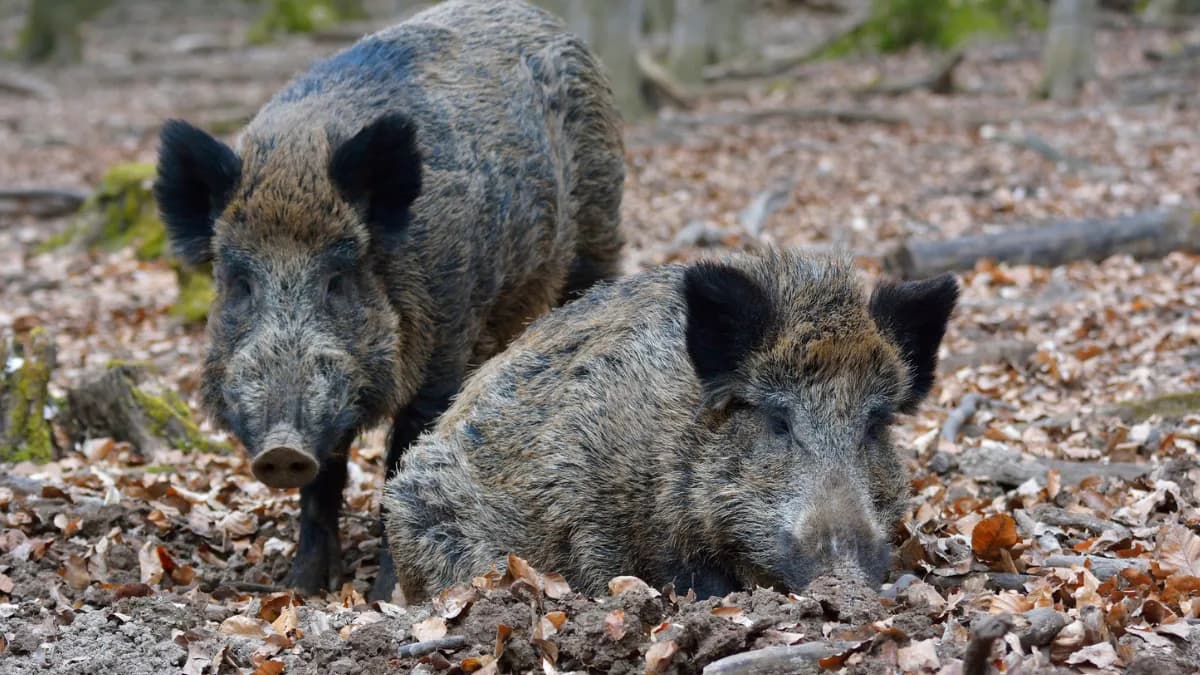 Wild Boars in Brazil Are Spreading Antibiotic-Resistant Bacteria, Scientists Warn