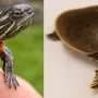 Antenna-like cell appendage may help turtle embryos sense sex-deciding nest temperatures