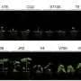 Mobile fungal 'Starship' carries protein that triggers crop leaf loss