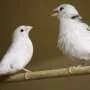 Birdsong and whale song show patterns similar to human language