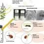Natural insecticide made from compound found in garlic and spearmint kills bean beetles effectively