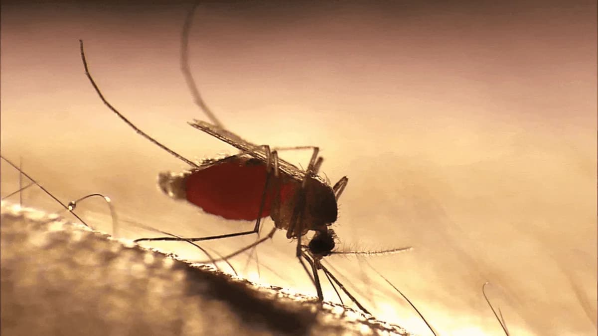 Malaria's Drug Resistance Is Becoming Alarmingly Sophisticated, Study Finds