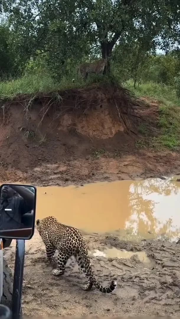 This leopard quickly scaling a tree to fight another leopard