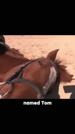 There is a horse named Tom who has a dramatic strategy of avoiding work, he plays dead whenever someone wants a ride