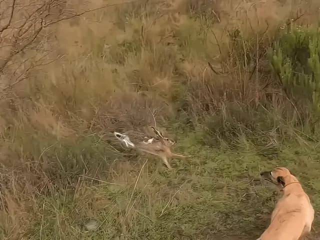 A rabbit running and dodging for his life for 4 minutes straight