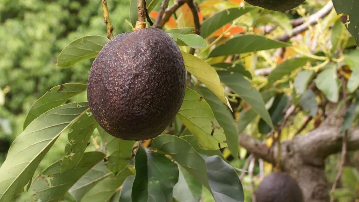 Avocados Switch Sex on a Daily Basis, And Researchers Finally Know How