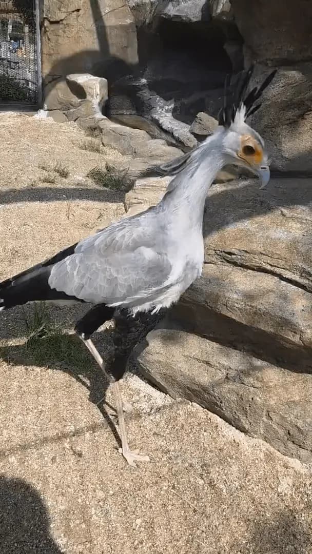 Dinosaur wants something from human