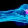 Dodo birds more clever than we thought