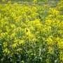 How winter canola could profit Illinois farmers, improve sustainability