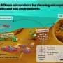 Swarms of tiny robots remove microplastics from soil and water
