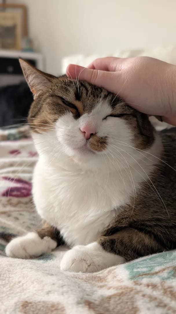 I guess I'm just going to sit here and pet her forever!