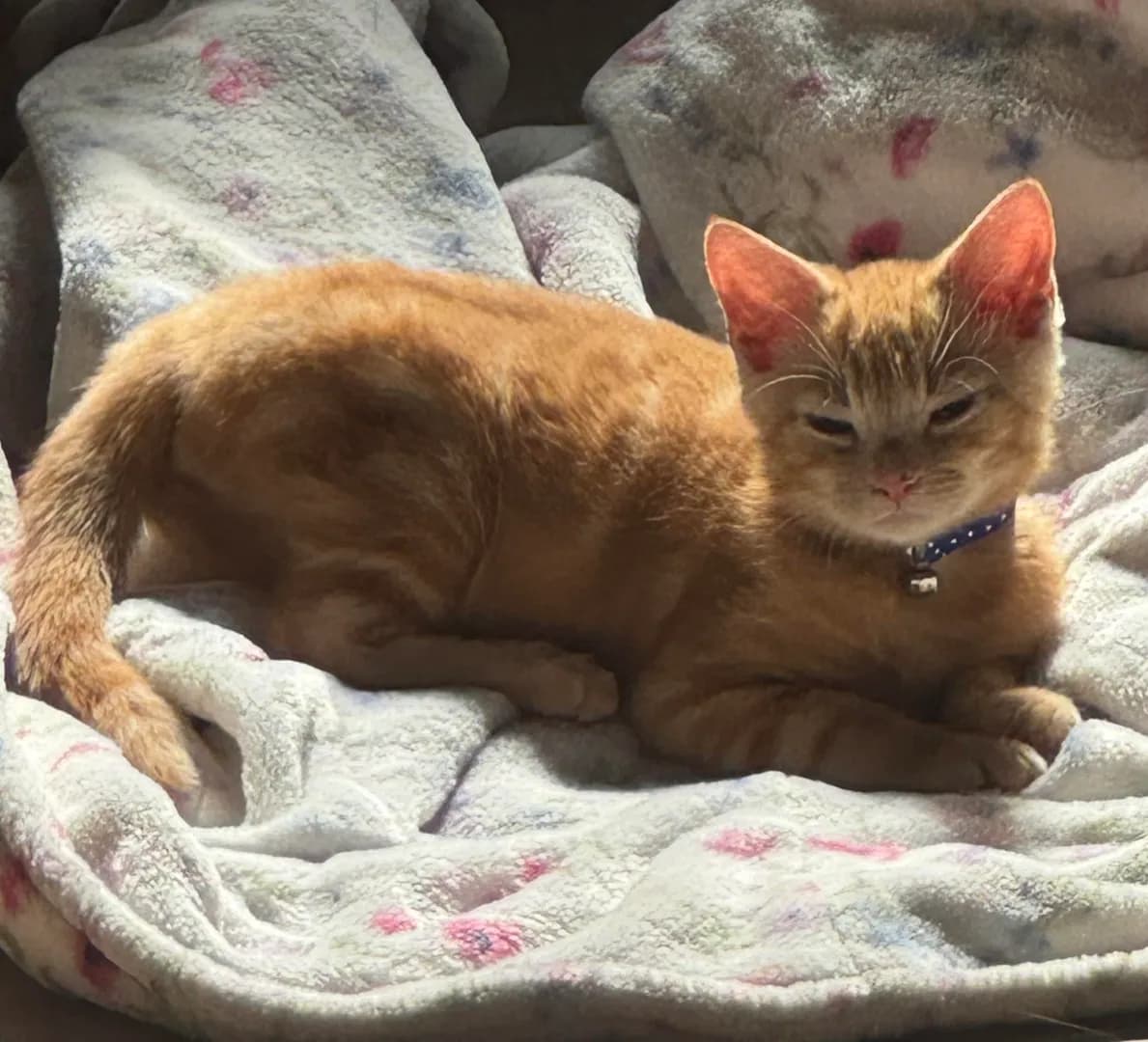First time kitten owner and oh my goodness! 🥰🥰🧡 (OC)