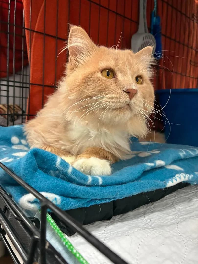 The cute Habi from our shelter. He’s a screamer 😄