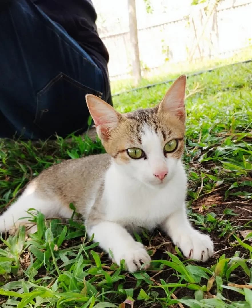[OC] We were just resting here… when she suddenly appeared out of nowhere! 🥹💚 The sweetest, most adorable little surprise and look at those eyes! 🐱✨