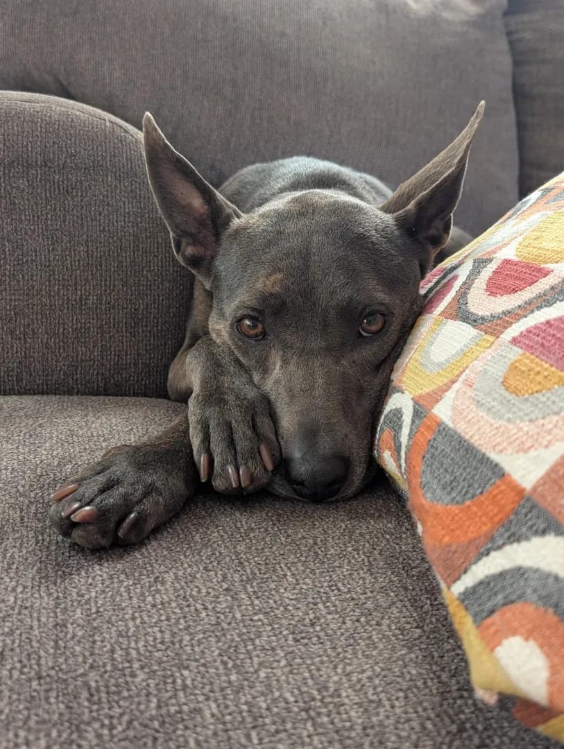 I love my dog & need to show everyone how cute she is. Look at those ears, and her little baby paws, and how she's just the right height to rest her head on the window...
