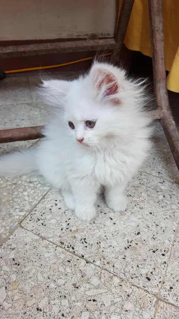 He is so shy