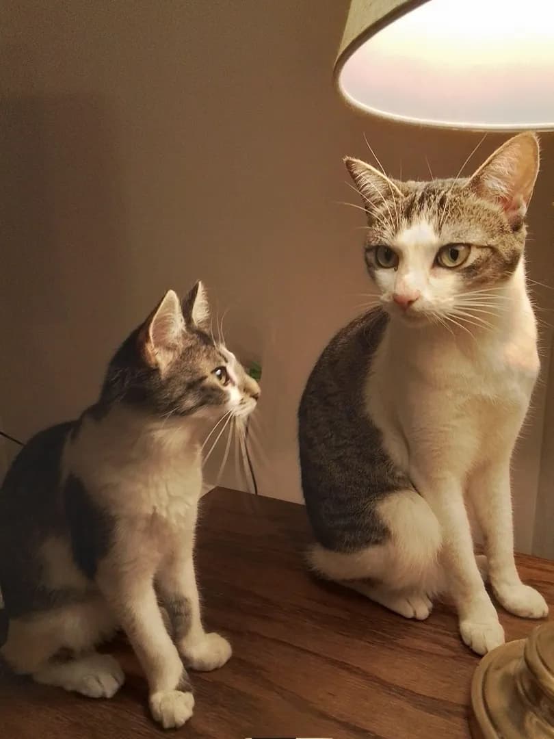 She finally feels like she belongs. Rescued Annie is on the left. Rescued Otto is on the right.