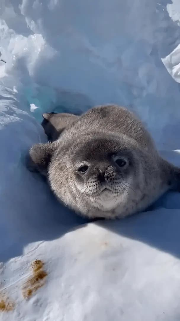 Cutest little seal living its best life in the snow!