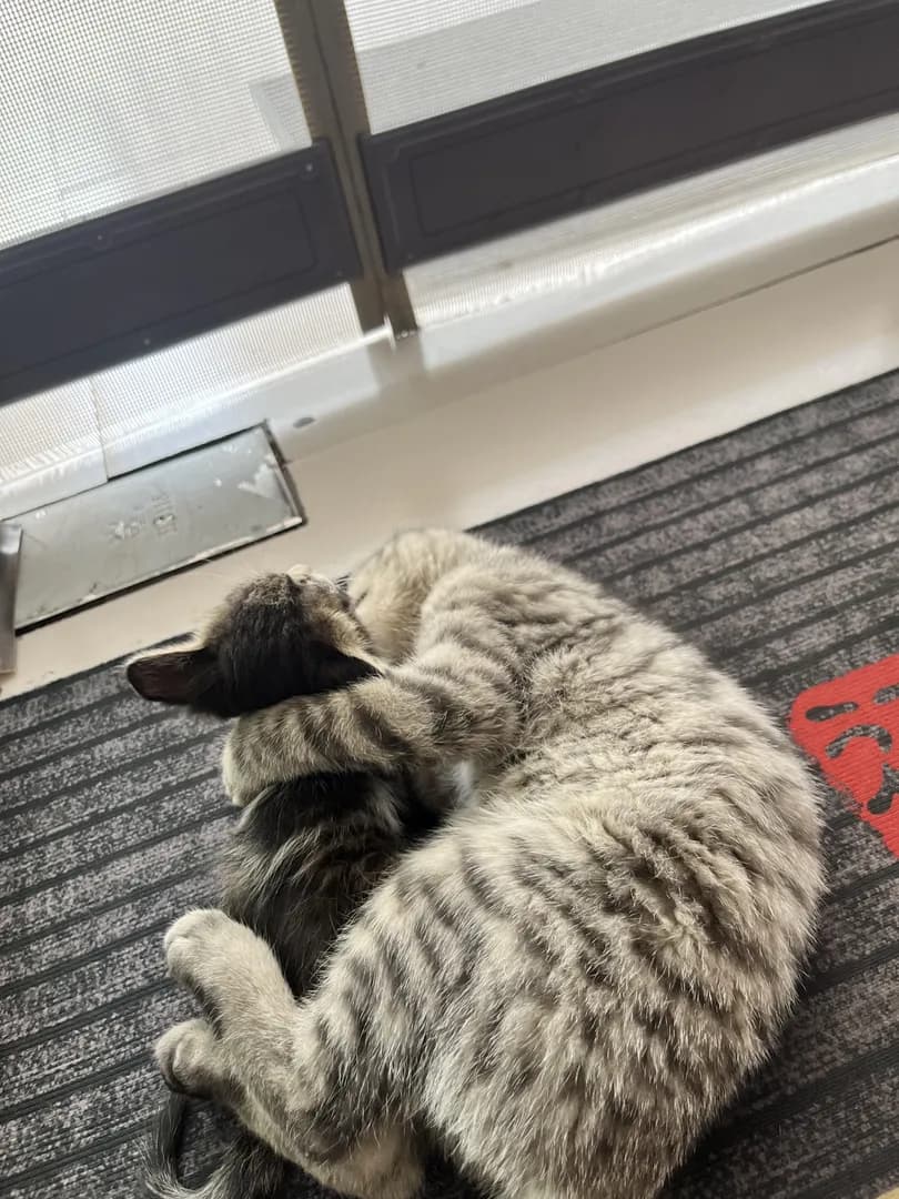 Big tabby curled up tight hugging her little one while napping