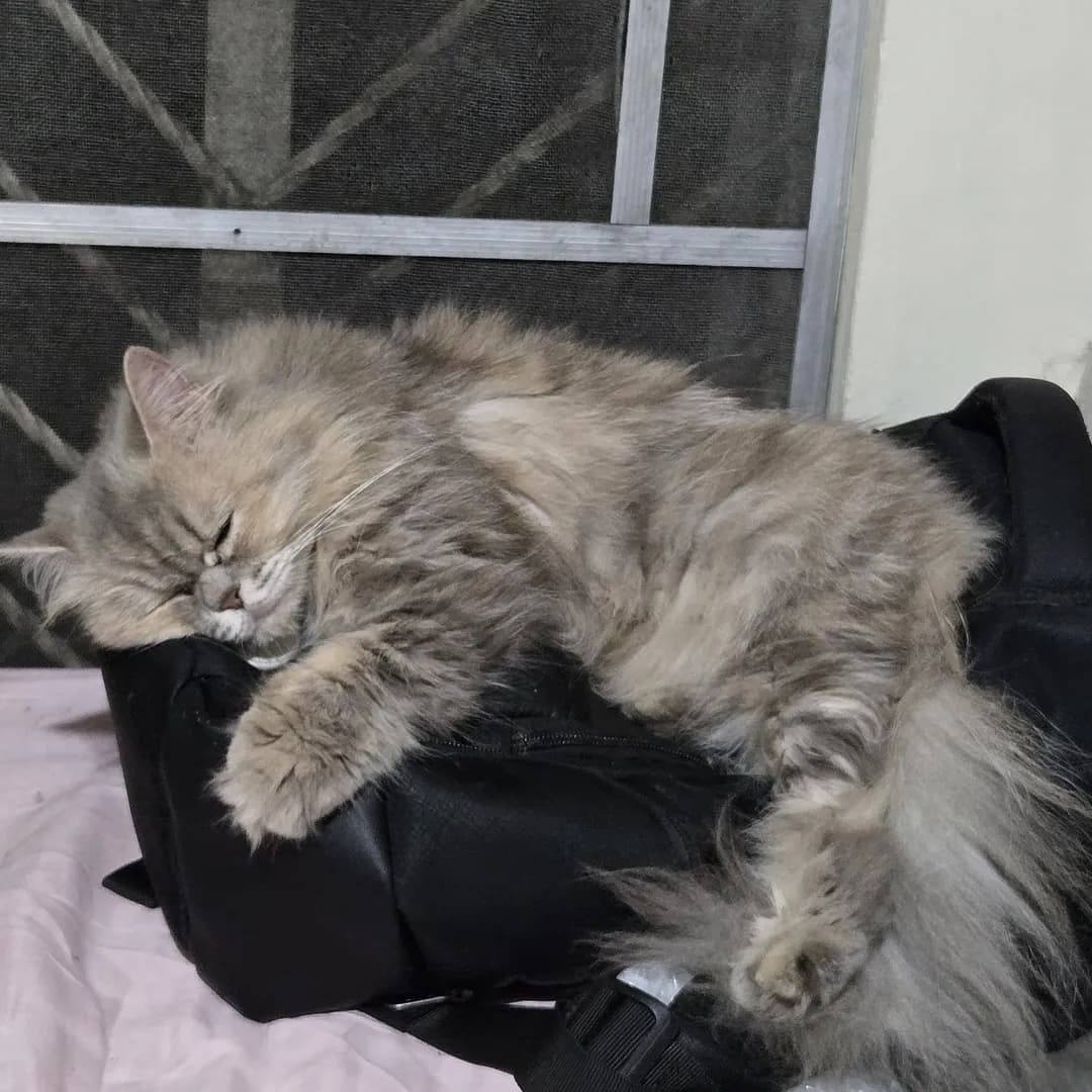 Cookie, my 8-year old cat, is sleeping on my backpack