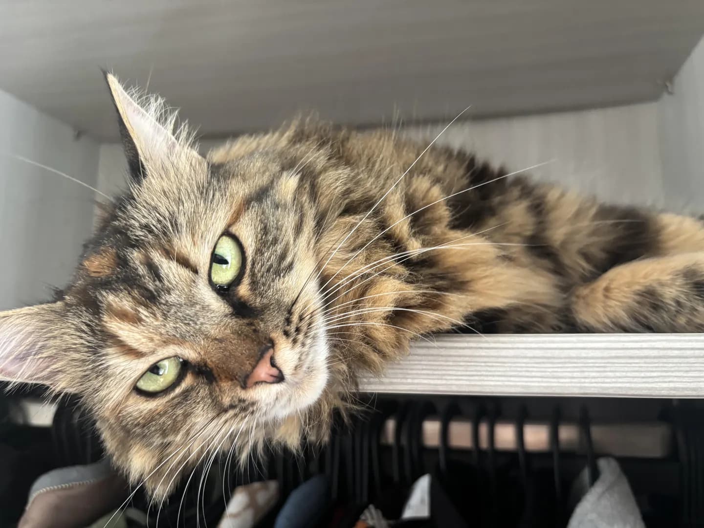My green eyes princess 😻