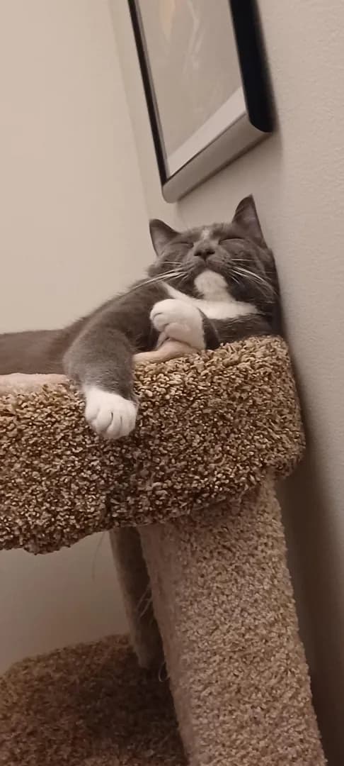 When your cat can look how you feel sometimes.