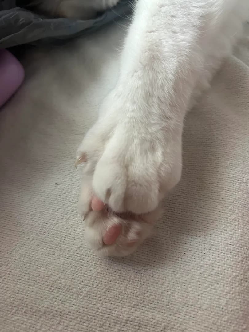 I love how he holds his paws when he sleeps.