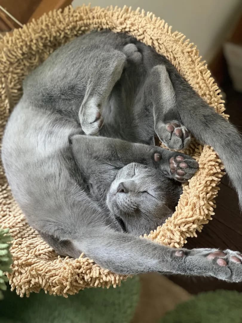 Our kitty Tobi