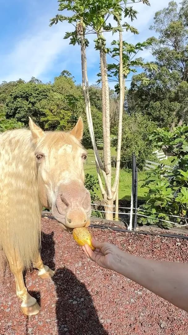 More papayas, please! My horse Fabio can never get enough 😂
