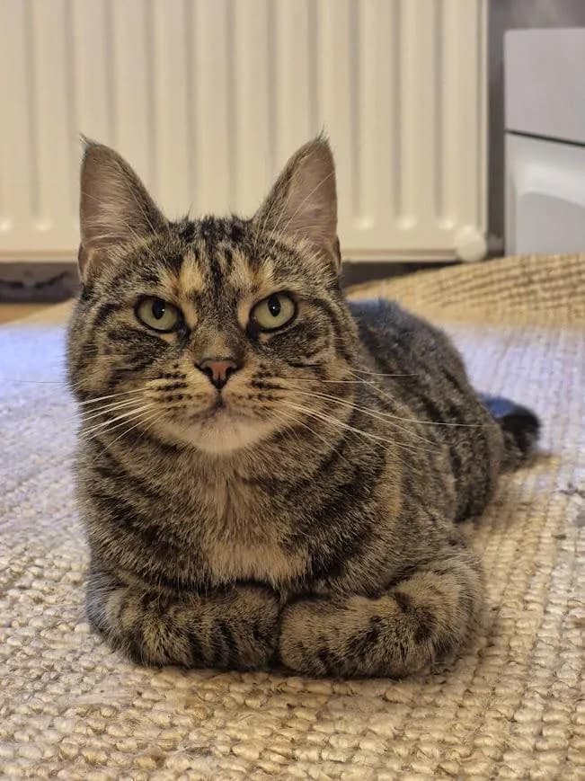 I just love it when she sits with them adorable paws