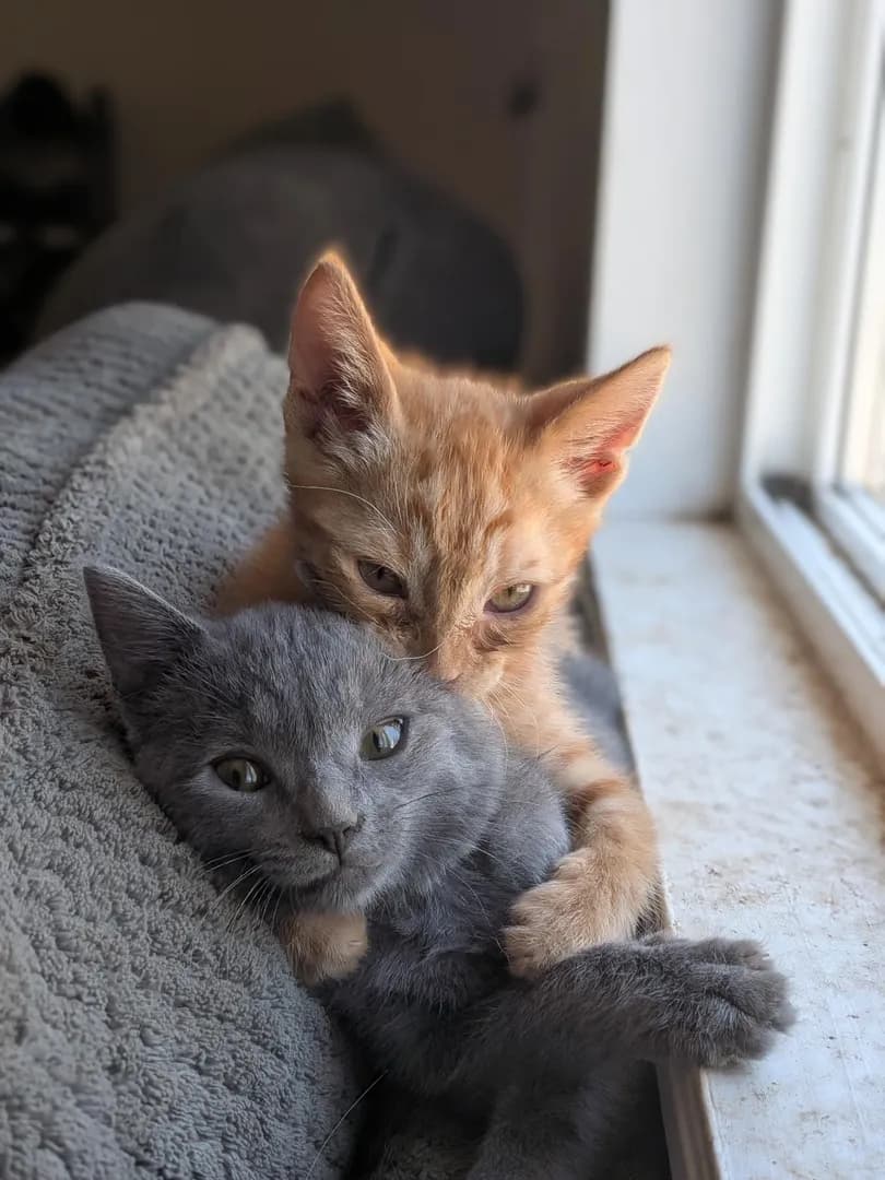 Kittens playing :)