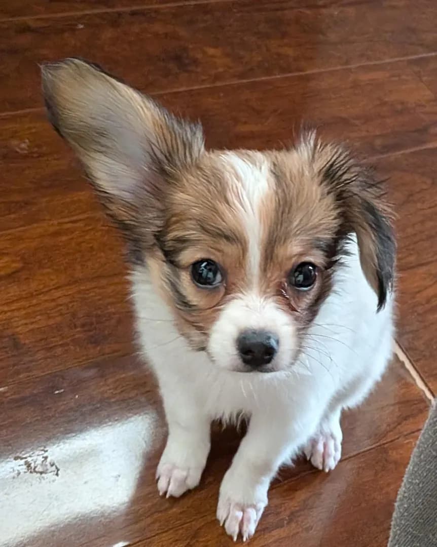 New puppy