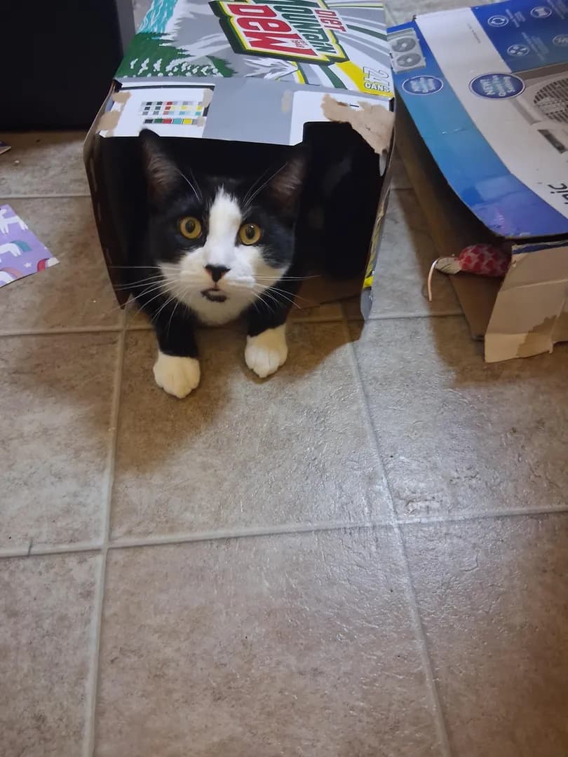 There's nothing he likes better than a good box