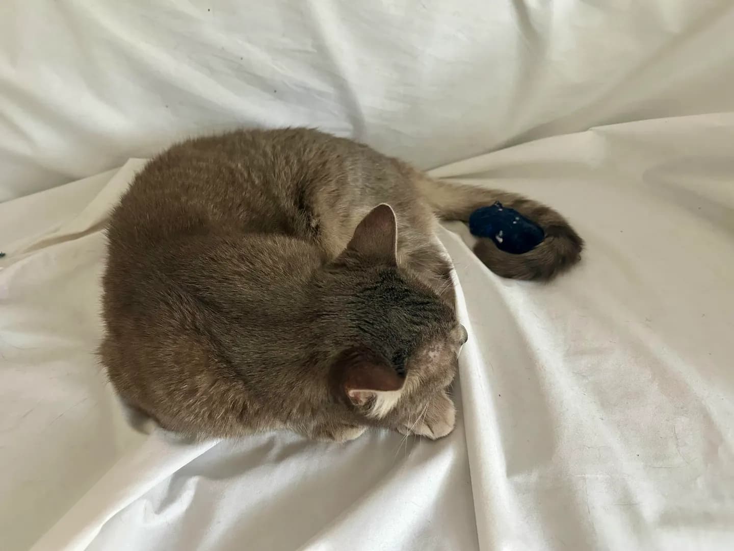 My 15 year old cat with the toy he's had since he was a baby-part 2