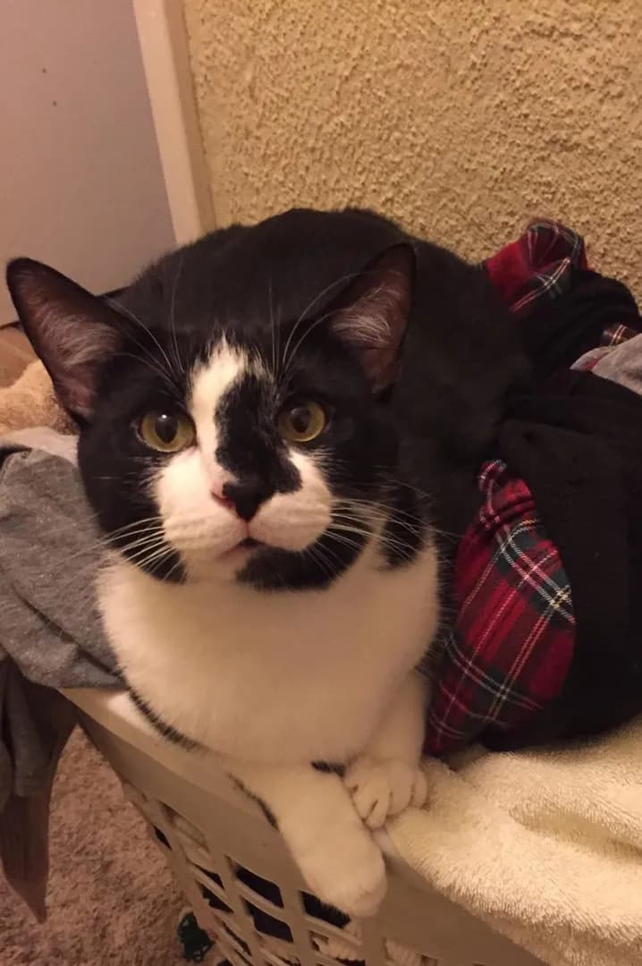 (Dec 2015) 1-year-old Friday: “Is not dirty hooman clothes. Is my bed. Comfy.”