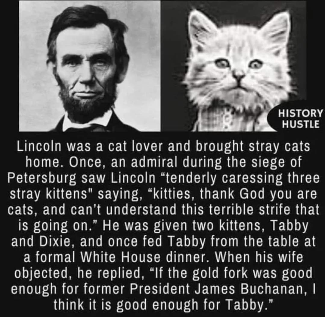 Lincoln the cat guy