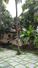 Man using a Coconut tree climbing device to fetch coconuts