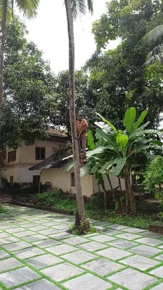 Man using a Coconut tree climbing device to fetch coconuts