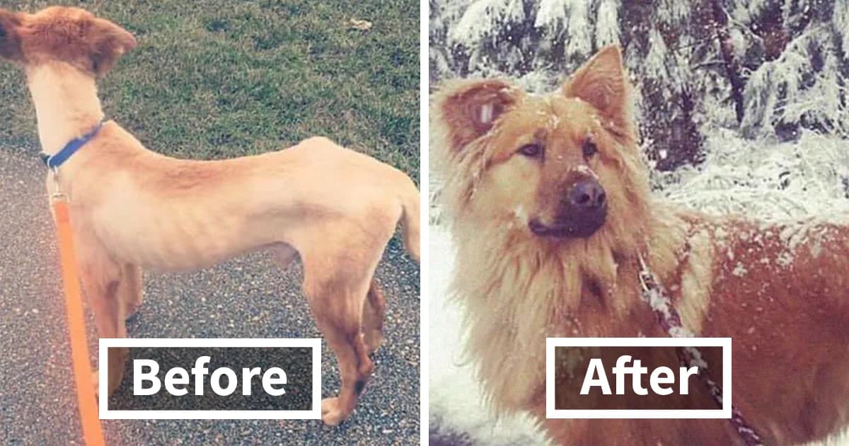 29 Wholesome Rescue Dog Stories Inspired By One Viral Post